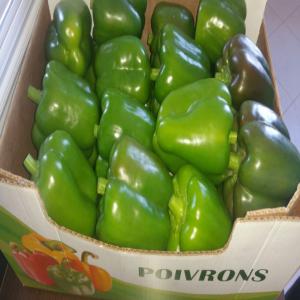  Poivron Vert - fruits et légumes le poivron vert est une source de vitamine k. la vitamine k est n&eacute;cessaire pour la synth&egrave;se (fabrication) de prot&eacute;ines associ&eacute;es &agrave; la coagulation du sang (autant &agrave; la stimulation qu'&agrave; l'inhibition de la coagulation sanguine). elle joue aussi un r&ocir