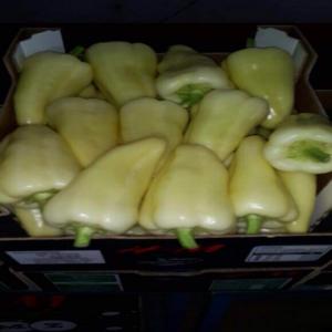  Corno Blanco - fruits et légumes le poivre corno blanco est un poivre long et pointu avec un go&ucirc;t sucr&eacute; et un ar&ocirc;me fruit&eacute;.--notre soci&eacute;t&eacute; import export a pour objectif de commercialiser des fruits,  l&eacute;gumes,  poissons et fruits de mer directement &agrave; partir des zones de production.