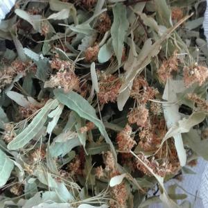  Je Vends Des Plantes Médicinales Séchées En Gros - matiere vegetale bonjour ,  je peux vous proposer la fourniture de matières premières médicinales séchées d'ukraine.--nous avons une large gamme d'herbes séchées,  de fruits et de racines- fleurs et baies de sureau noir,  fleurs de tilleul,  baies d'argousier,  racine de r