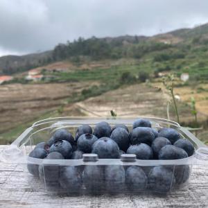  Blueberries Portuguese Protuction - fruits and vegetables we are producers of blueberries in portugal,  under the name of d’autor market.--our blueberry plantations have the particularity of being cultivated on the terraces of the douro in the douro region,  cradle of port wine.-- --in the douro valleys,  listed as a world heritage site by unesco since 2001,  