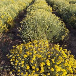  Huile Essentielle Immortelle De Corse (igp) - autres nous vendons un lot de 5 litres d'huile essentielle d'immortelle de corse (helychrisum italicum italicum) region corse du sud (bient&ocirc;t igp immortelle de corse)--recolte 2023--biologique (certification ecocert et nature et progr&egrave;s)--certificat et chromato sur demande.--excellente qualit&