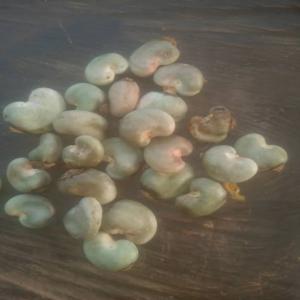  Noix De Cajou Brute - fruits secs et graines grillées bonjour,  nous somme une soci&eacute;t&eacute; bas&eacute; dans la grande zone de production de noix du mali,  pour la campagne de commercialisation 2021,  nous cherchons des clients s&eacute;rieux pour acheter les noix de cajou malienne.
