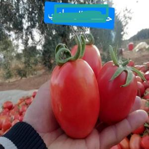  Tomate - fruits et légumes --notre sté import export sarl vous offrir des tomates origine tunisien . bonne qualité et meilleur prix.--we can offer tomatos from morocco.--good quality and best price.