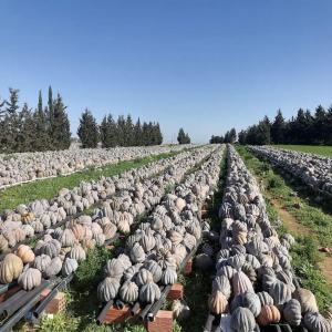  Fournisseur De Citrouilles Grandes Qualités - fruits et légumes grand stock de citrouilles de bonne qualité situé en tunisie stockage excellent condition.--totale en tonne plus de 300 t--expedition de la tunisie sur tout les continents selon le choix du client 