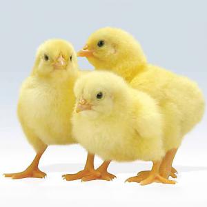  Poussins D'un Jour - animaux vivants bonsoir nous sommes une société marocaine d'éxportation du materiels d'élevage ,  incubateurs ,  et aussi des poussins d'un jour type chair (ross308 ,  cobb 500) et aussi les poussins ponte ( isa brown ,  lohmann ,  hyline ,  hysex ) pour plus d'lnformation contacter nous --nb 