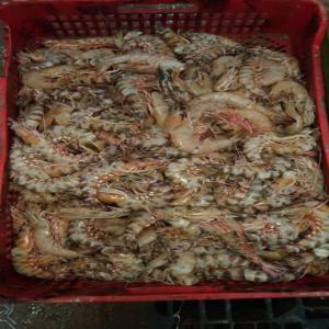  Vente De Gambas - poissons societé de peche basee en.mauritanie.nous cherchons des clients interessés par les crevettes et les gambas.--nous avons une grosse capacité de production et la periode de collecte bat son plein.--- fob et cif