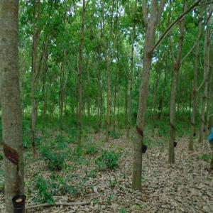  Plantation D'hevea En Vente - matiere vegetale un champ d’hevea d’une superficie de 7 hectares a bongouanou.--annee de creation 2011--certificat foncier individuel disponible (titre foncier)--parue dans le journale officiel de la republique de cote d’ivoire numero 11 du 08 fevrier 2016-- sur 5 hectares prets pour la saignee,  il n’y a qu’un seul 