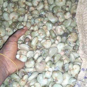  Vente De Noix De Cajou - fruits secs et graines grillées apporteur d'affaires résidant au bénin ,  dispose d'un bon réseau de fournisseurs de noix brute de cajou. j'ai un carnet d'adresses qui permettra à tout acheteur de disposer de la noix brute de cajou de qualité en quantité suffisante