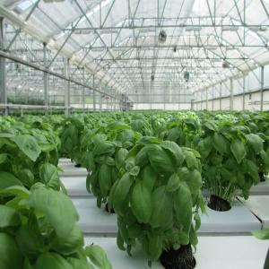  Producteur Basilic Frais En Hydroponie - épices aromates bonjour,  je cultive du basilic en hydroponie , je suis installé à kairouan (4 tonnes par mois) je cherche des clients potentiels.