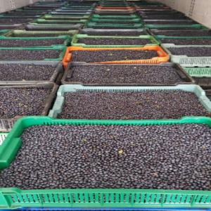 Myrtille, Sauvage, De Grandes Quantités Vendre - champignon levure nous vendons des myrtilles de pologne. notre livraison. on parle francais. bons prix. n'hésitez pas à nous contacter -) écrivez et nous vous appellerons.--nous recherchons des clients pour la saison 2021 min. 200-300kg----