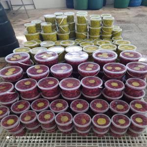  Olive Rouge - fruits et légumes riches en nutriments antioxydants et anti-inflammatoires,  les olives sont excellentes pour maintenir l’organisme en bonne santé et en bonne forme.--on peut vous offrir tout ce que vous voulez - très bonne qualité,  très bon service,  très bon prix.