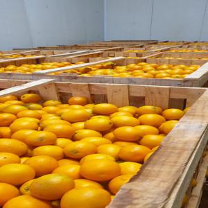  Orange Maroc Late - fruits et légumes nous sommes une soci&eacute;t&eacute; marocaine,  sp&eacute;cialis&eacute;e dans la production et l'export &agrave; l'international d'une grande vari&eacute;t&eacute; de fruits et l&eacute;gumes. dans le cadre de notre &eacute;volution,  nous sommes &agrave; la recherche de potentiel clients interss&e