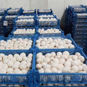  Champignons Blancs, Champignon, Agaricus Frais - champignon levure recherche de clients pour champignons frais et sec--livraison depuis la pologne,  discussion possible sur l'emballage----on parle francais--rencontrez notre entreprise!----