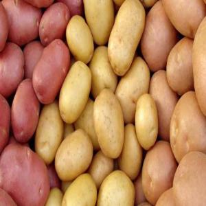  Vente Pomme De Terre - fruits et légumes je met en vente 20 tonnes ou plus de pomme de terre de haute qualité originaire de la région de  doukkala  reputé de la qualité de ses produits agricoles .prix défie toute concurrence.300dollars le tonne avec transport inclut jusqu'à le port de casablanca.