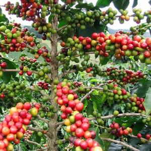  Café Camerounais De Varieté Arabica Et Robusta - café cacao thé président du groupe d'initiative commune  zathe  basé au cameroun,  nous venons en appui aux agriculteurs en leur ouvrant au marché international. pour cela nous disposons de vastes plantations de caféière dans la ville de nkongsamba. nous cultivons principalement l
