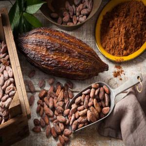  Fèves De Cacao - café cacao thé pr&eacute;sident du groupe d'initiative commune  zathe  bas&eacute; au cameroun,  nous venons en appui aux agriculteurs en leur ouvrant au march&eacute; international. nous disposons de vastes plantations de cacao dans la ville d'ebolowa au sud du pays. pour cela,  nous recherchons des entreprises de 