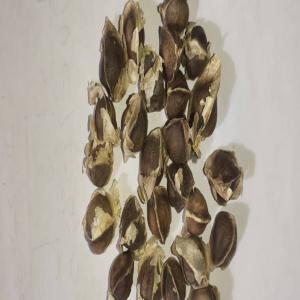  Moringa - horticulture plante biocarburant disponibilité de moringa,  graines feuilles...----plus de détails pour les intéressés,  conditionnement transport paiement..--                        ------------------------availability of moringa,  seeds,  leaves ...----more details for those interested,  packaging transport