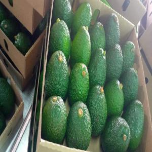  Fourinisseur D'avocats Hass Fuerte Du Kenya - fruits et légumes je suis à la recherche des importateurs ou partenariat pour etre leur fournisseur des avocats hass ou fuerte du kenya. --nos avocats sont d'excellent qualités certifiés global gap au prix attractifs. je recherche uniquement des personnes sérieux,  grossistes ou sémi