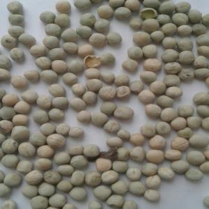  Petit Pois Sec Vert - féculents bonjour je cherche un fournisseur de petits pois secs de couleur verte c+f dakar  sénégal j'ai besoin de grandes quantités --je vais commencer avec 4 conteneur 20  --merci