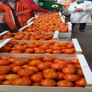  Nadorcott Mandarin - fruits and vegetables citrus mandarin ----variety nadorcott --quantity available +10000 mt--minimum order 1000mt--packaging woodbox 10kg/15kg--fruits sizes available caliber 1, 2, 3, 4--exworks price 0.95€/kg--contact me for fob/cfr prices--destination europe/usa/canada/middle east--origin morocco --