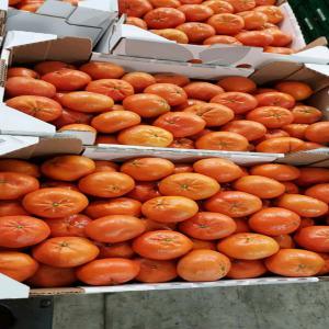  Clémentine Nadorcott Afforar Maroc - fruits et légumes clémentine nadorcott afforar pour l'export.--disponible pour 2 mois. --paiement par avance.--total.--