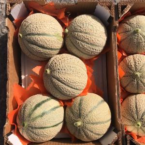  Melon Charentais Et Galia Maroc - fruits et légumes melon charentais et galia  origine maroc. --a partir de mois mars.--pour l'export ----paiement par avance total. --