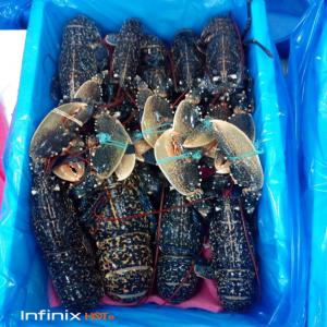  Lobster Vivant Et Congelé De Maroc - coquillage crustacé langouste rouge et verte et homard bleu origine maroc. --vivant et congelé. --pour l'export.--calibres 1 kg à 2 kg.----paiement par avance total. --