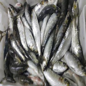  Poissons Pélagiques De Maroc - poissons poissons pélagiques - sardine /maquereau/ chinchard/ mullet gris....--origine maroc --congelé --pour l'export ----paiement par avance total 