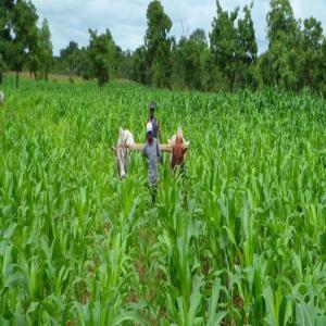 Recherche De Partenariats - matiere vegetale je suis un jeunes camerounais ayant en sa possession  1hectares de terre cultivables. je recherche  des partenaires avec qui je vais me lancer dans l agriculture afin de pouvoir am&eacute;liorer les conditions de vie des populations  de mon pays le cameroun 