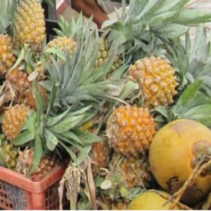  Vend Fruits Et Legumes Du Vietnam - fruits et légumes agence située à ho chi minh ville au vietnam propose tous types de fruits et legumes provenant du vietnam. nous travaillons avec beaucoup d'agriculteur et verger qui souhaites exporter leurs marchandises.-- 