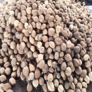  Noix De Coco Coconut - fruits et légumes     noix coco de diff&eacute;rente grade allant a 700gr/noix de c&ocirc;te d'ivoire reconnue pour son go&ucirc;t sup&eacute;rieur. ----    nous vous offrons une qualit&eacute; et un prix &eacute;tudier,  pour plus d'information n'h&eacute;sitez pas a nous contact&eacute;