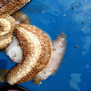  Vente De Concombre De Mer Sec En Poudre - poissons la société met à votre disposition une grande quantité de concombre de mer sec en poudre pour une longue. pour tout intéressé,  bien vouloir nous contacter. cordialement.