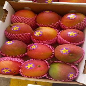 Exportateur Mangue Bio Global Gap - fruits et légumes nous proposons des mangues de qualité type kent de calibre 7, 8, 9 certifiées global gap--elles répondent aux normes avion en termes de coloration,  et la chaîne de contrôle qualité voit intervenir le bureau veritas--la production est faite dans le nord de la c&o