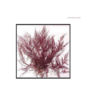  Algues Gelidium Rouge Maroc - matiere vegetale bonjour messieurs,  nous sommes une entreprise marocaine d'algues. nous avons 34 tonnes des meilleures algues marocaines (gelidium) &agrave; vendre pretes &agrave; etre exp&eacute;di&eacute;es,  alors n'h&eacute;sitez pas &agrave; nous contacter pour plus d'informations.