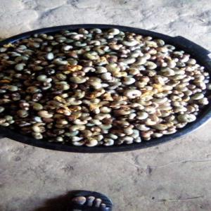  La Noix De Cajou - semence graine plant bonjour ch&egrave;res client(e), --j'ai des noix de cajou des tonnes &agrave; ventre.--si vous voulez contact&eacute; moi par mon mail--merci pour votre compr&eacute;hensions.