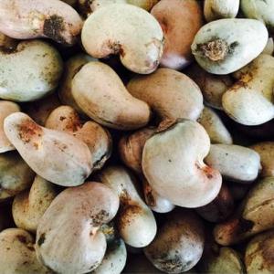  Noix De Cajou Bio Origine: Guinée-bissau - fruits secs et graines grillées les noix de cajou de guinée-bissau sont considérées comme étant les meilleures au monde pour les raisons suivantes---le produit est naturel,  de couleur vive avec une valeur originale,  typique,  100% biologique. en outre,  la qualité du produit dépend ég