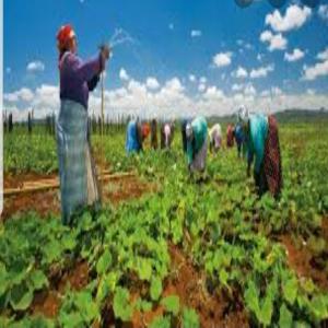  Agro Business - fruits et légumes  --titre projet - initiative d'un champ communautaire de légumes  pour l'autonomisation de la femme rurale de youpe pathé / sénégal----objectifs - --développement de l’agriculture--recherche scientifique -agronomique,  sociale, econo --service à la communaut&e