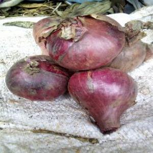  Vente Des Oignons Produit Au Cameroun. - épices aromates vente des oignons rouge produit au cameroun plus précisément a bandjoun. le stock est de 20 tonnes sera disponible en juillet 2021. très bon prix