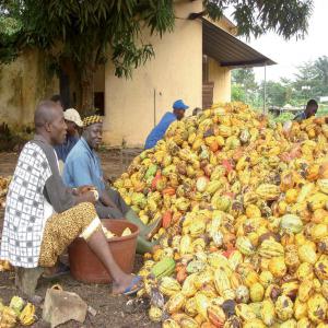  Cacao 100% Bio Naturel - café cacao thé nous sommes une structure surplace sur le terrain pour fournir les produits agricoles bio dont le cacao 100% bio respectant les normes de l'environnement. nous travaillons avec les agriculteurs qui optent pour l'agriculture des produits bio. nous cherchons des clients et partenaires potentiels pour 
