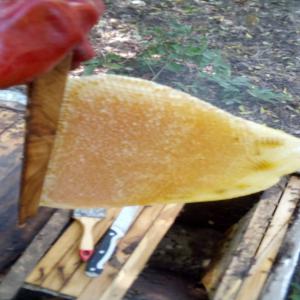  Produire Le Piment La Papaye Et Le Miel - épices aromates je veux produire le piment ,  la papaye et le miel donc je suis à la recherche de potentiels acheteurs pour un contrat ensemble nous allons définir  les conditions du contrat