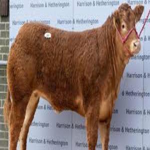  Cherche Fournisseur - animaux vivants bonjour--nous sommes une soci&eacute;t&eacute; marocaine,  &agrave; la recherche des bovins d'engraissement .poids 250 kgs,  races limousine et bleu belge.--merci de nous contacter.