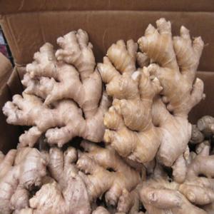  Gingembre Frais Du Pérou - épices aromates recherche fournisseur de gingembre frais entier,  variété du pérou uniquement,  livrable en france. quantité à venir - plusieurs dizaines de kilos par semaine.--