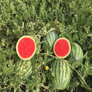  Mini-pastéque - fruits et légumes bonjour, ----nous sommes producteurs de mini past&egrave;que 1 / 2.5 kg.--au maroc dans la r&eacute;gion de k&eacute;nitra.--nous recherchons un partenaire en france, --avons notre interlocuteur en haute-savoie  france .----- produit mini-past&egrave;ques type f1.--- mini past&egrave;que 1 / 2.5 kg.--