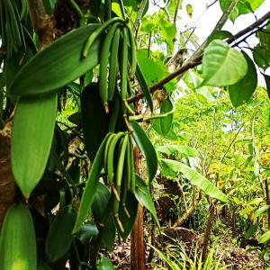  Vanille Bourbon Producteur - épices aromates bonjour,  producteur de vanille bourbon dans le nord de madagascar notre vanille a un taux exceptionnel de 2.2%