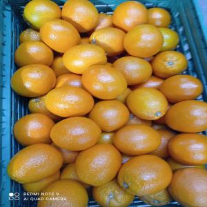  Orange Washington Sanguine - fruits et légumes orange washington sanguine--calibre de 1 à 7--emballage bois en caisse ou en bois palox--export pour usa,  canada,  europe,  moyen-orient,  afrique --mode de paiement l/c--40% à la commande,  60% contre documents --commande minimum 500 mt--prix à négocier 
