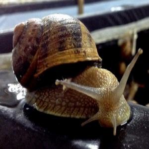 Gros Escargot Gris Helix Aspersa Maxima - animaux vivants bonjour,  cette année j'ai en vente 1 tonnes d'escargots maxima. les escargots sont issus de l'agriculture biologique. emballé dans un filet de 5 kg.--si vous etes intéressé,  écrivez-moi un meila. j'ai un certificat
