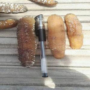  Concombre De Mer En Poudre - poissons nous sommes une entreprise spécialisée dans la vente de concombre de mer de l'afrique de l'ouest et nous recherchons des clients sérieux dans le monde.