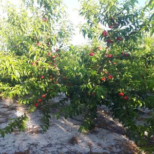  Vente De Citron Orange Calite De Español - fruits et légumes bjr nous avons de bon calite de orange citron y fruite et de bon price.--