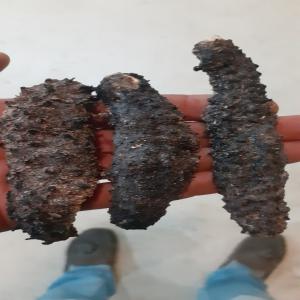  Concombre De Mer..sea ​​cucumber - poissons disponibilité de  concombre de mer  bassin méditerranéen.----spécialisés dans la préparation le conditionnement.----possibilité en cif ou en fob.----possibilité de conditionnement ou en vrac----availability of  sea cucumber  mediterranean basin