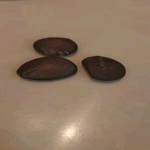  Refflesia Manillana - horticulture plante biocarburant graine de refflesia manillana disponible.--graines de la plus grande fleur au monde.----manillana refflesia seed available. seeds of the largest flower in the world.